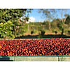 Azzan arabica - cà phê arabica cầu đất, lâm đồng hương trái cây, vị chua - ảnh sản phẩm 2