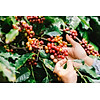 Azzan blend arabica & robusta 250g- cà phê đặc sản - ảnh sản phẩm 3