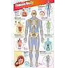 Nơi bán Sách : DKfindout! Human Body Poster - Dành Cho Học Sinh Từ 5 tuổi