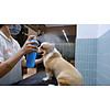 Khử mùi hôi, nước tiểu cho thú cưng bnp chai 100ml - dạng xịt phun sương - ảnh sản phẩm 3