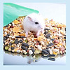 Thức ăn ngũ cốc hỗn hợp cho hamster 150gr rau củ quả tăng cường dinh dưỡng - ảnh sản phẩm 6