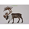 Mô hình thu nhỏ tuần lộc - woodland caribou , hiệu collecta, mã hs 9651430 - ảnh sản phẩm 5