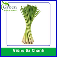 Hạt Giống Cây Sả Chanh 10H