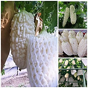 Hạt Giống Mướp Đắng, Khổ Qua Trắng F1