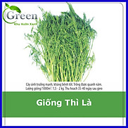 Hạt Giống Rau Thì Là Dễ Trồng