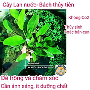 Cây thủy sinh Lan nước,bách thủy tiên,Không Co2, dễ trồng