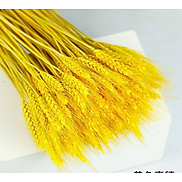 Bông lúa mạch vàng trang trí hoa khô decor phụ kiện chụp ảnh xinh xắn