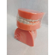 Mô hình hàm răng mô phỏng hàm răng của con người đồ chơi mầm non thông tư