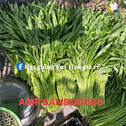 Hạt giống rau muống lá tre agri bamboo 666 siêu ngọn gói 1kg