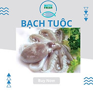 Bạch tuộc nguyên con size 2-3 con kg