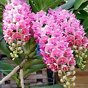 Hoa phong lan- com bo đai châu- ngọc điểm năm 2 cây cực đẹp