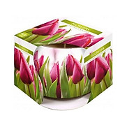 Ly nến thơm Bispol BIS4079 Flowers 100g Hương hoa tulips