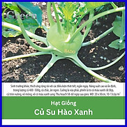 Hạt Giống Củ Su Hào Năng Suất Cao