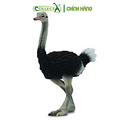 Mô hình thu nhỏ Đà Điểu - Ostrich, hiệu CollectA, mã HS 9651150