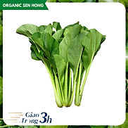 Cải ngọt 1kg - Giao nhanh 3h