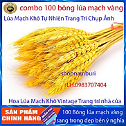 Bó 100 Bông Lúa Mạch Khô Decor Trang Trí màu vàng - Siêu đẹp