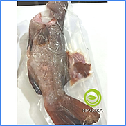 Chỉ giao HCM 500gr CÁ MÚ SAO 1 con từ 800gr-1,5kg