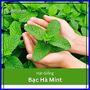 Hạt Giống Bạc Hà Mint Húng Lủi Âu 100H