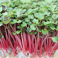 Hạt giống Rau mầm Củ cải đỏ Titapha - Nảy mầm cao thumbnail