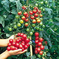 Bộ 2 gói Hạt giống cà chua bi đỏ cây cao - The Xanh- cà chua chuỗi ngọc thumbnail