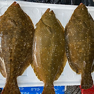 Cá Bơn Hàn Quốc Sống Tại Hồ - Từ 1,2kg con thumbnail