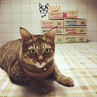 Pate Cho Mèo Aatas Cat - 1 Thùng 24 lon 80g Nguyên Chất Từ Cá Ngừ Mix Với thumbnail