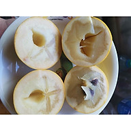 Vú Sữa Hoàng Kim cây ghép đã ra trái - 0901493330 Cho trái ngay sau khi trồng thumbnail