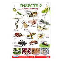 Poster Lớn – Các Loại Côn Trùng 2
