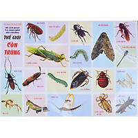 Tranh Thế Giới Côn Trùng