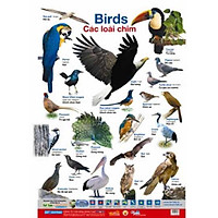 Poster Lớn – Các Loài Chim