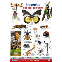 Poster Lớn – Các Loại Côn Trùng 2 – 2014