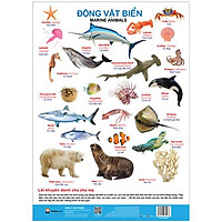 Poster – Động Vật Biển