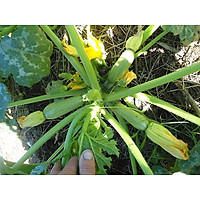 Hạt Giống Bí Ngòi Xanh F1 -Nảy Mầm Cực Chuẩn