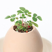 Mini Lucky Egg-Shaped Ceramic Potted Plants Hatches Plant Desktop Decor Home