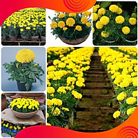 01 Gói Hạt Giống Hoa Cúc Vạn Thọ Mỹ - Nảy Mầm Cực Chuẩn