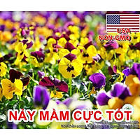 20h Hạt Giống Hoa Păng Xê Pansy Mix Màu (C5.304| B21*V74)