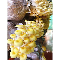 combo 10 phôi nấm hoàng kim