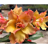 Sứ Dune 2 Một Cốt, Cao 20-30cm (Sứ Đã Nhổ Loại Bỏ Đất) - Cây Sứ Thái, Cây Chơi Củ