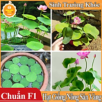 Hạt giống Hoa Sen Mini Nhật ( Màu Ngẫu Nhiên )