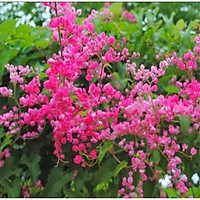 Cây hoa TIGON trồng chậu cao 75cm, hoa mọc từng chùm màu hồng tuyệt đẹp, cây trồng ban công tường rào