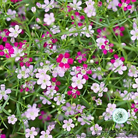 100h Hạt Giống Hoa Baby Breath Mix Hồng Trắng (C1.203| B7*V41)