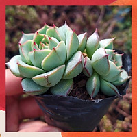 SEN ĐÁ HOA HỒNG XANH ĐÀ LẠT