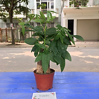 Cây Kim Ngân phối tiểu cảnh, cây Kim Ngân để bàn, cây Kim Ngân phong thủy đẹp, mang lại tài lộc cho gia chủ