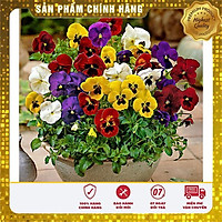 Hạt giống hoa Viola pansy mix nhiều màu