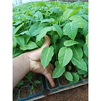 Chanh dây vàng từ Colombia Một quả giá bán trên thị trường lên đến 120 ngàn đồng một quả . ️️️ Vì độ ng