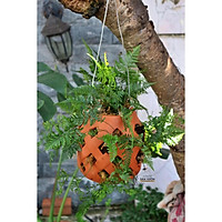 Chậu treo trồng cây KIỂU LỘNG size 20cm - gốm đất nung Bình Dương chất lượng cao