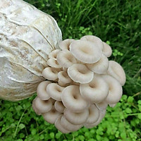 Combo 6 Phôi Nấm Bào Ngư Xám Thái (Sò Thái) Trồng Tại Nhà