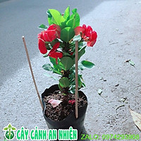 Xương Rồng Bát Tiên