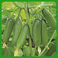 Hạt giống dưa leo, giống F1 Thái lan, Rau củ quả trồng ban công, sân thượng, thùng xốp