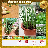 Hạt giống rau gi vị COMBO 08 Loại